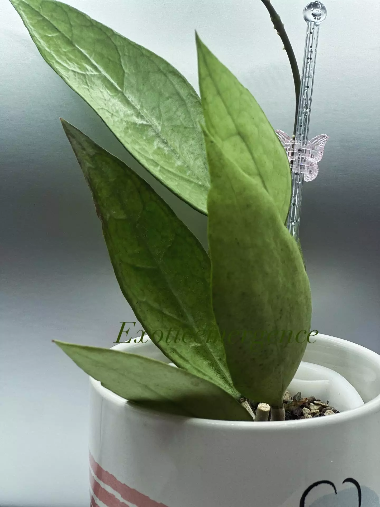 plant/Hoya Germany silver cutting only-0