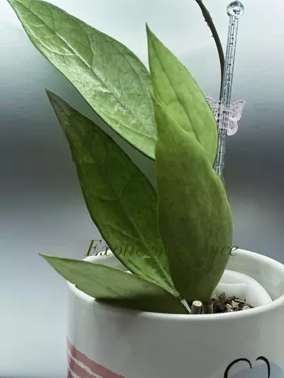 plant/Hoya Germany silver cutting only-0-thumbnail