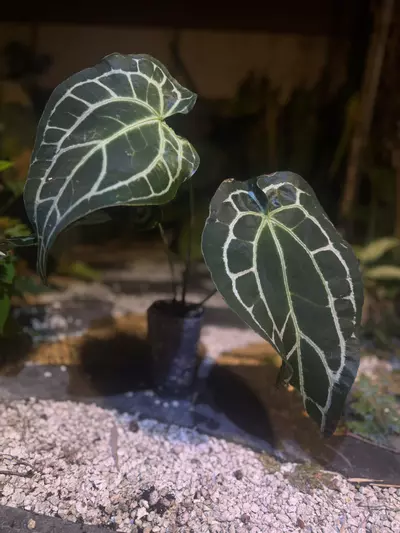 plant/XL Tezula Karma Widow select rooted top cut-0-thumbnail