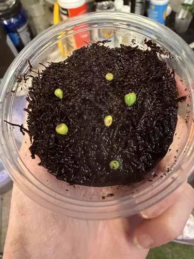 plant/6 seeds from our pure Bvep cross Bvep Ra 7x6 x round RA 1-0-thumbnail