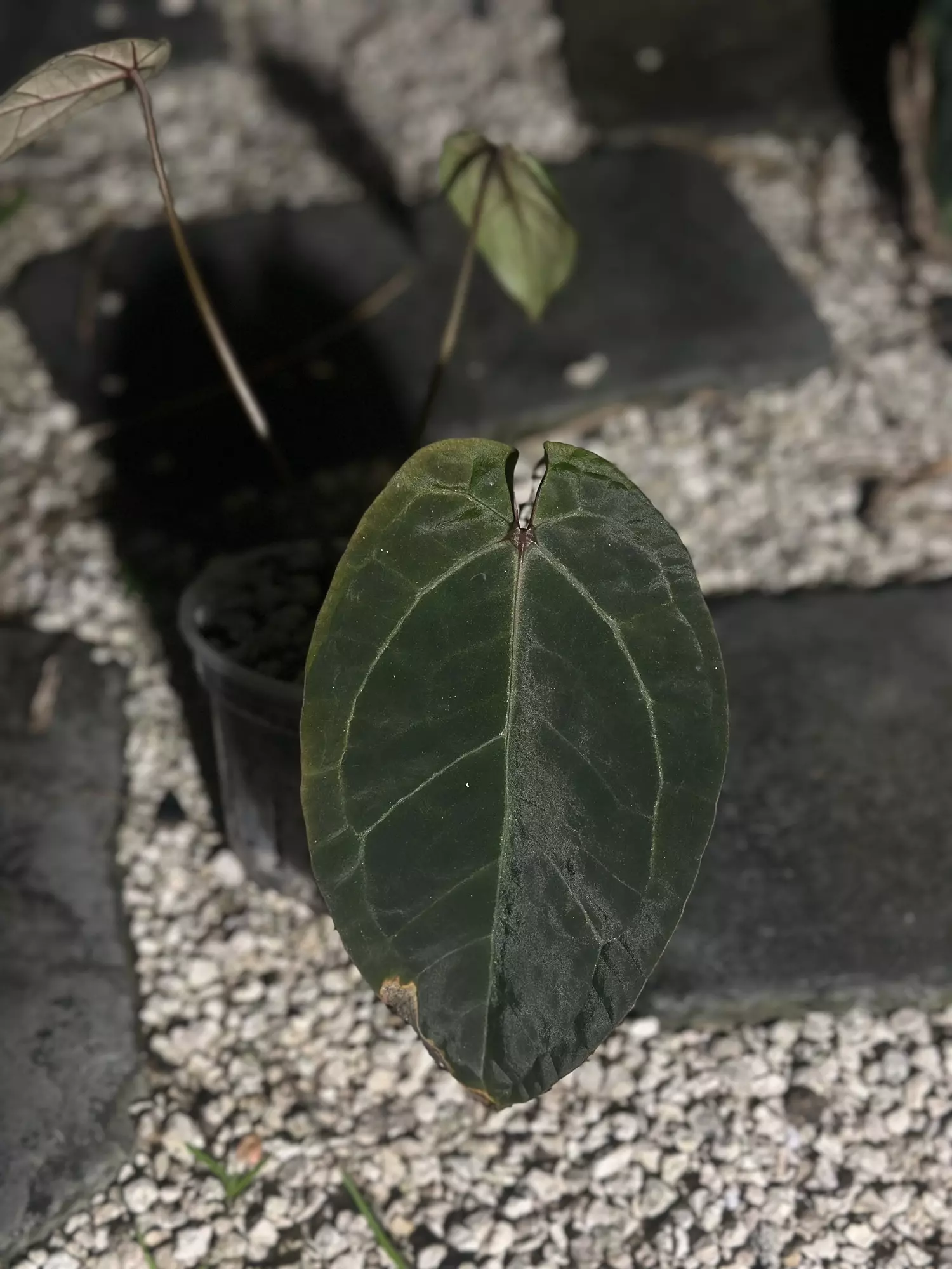 plant/AOS DF x self-0