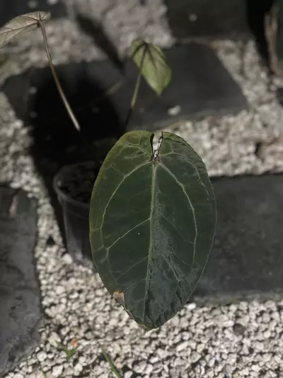 plant/AOS DF x self-0-thumbnail