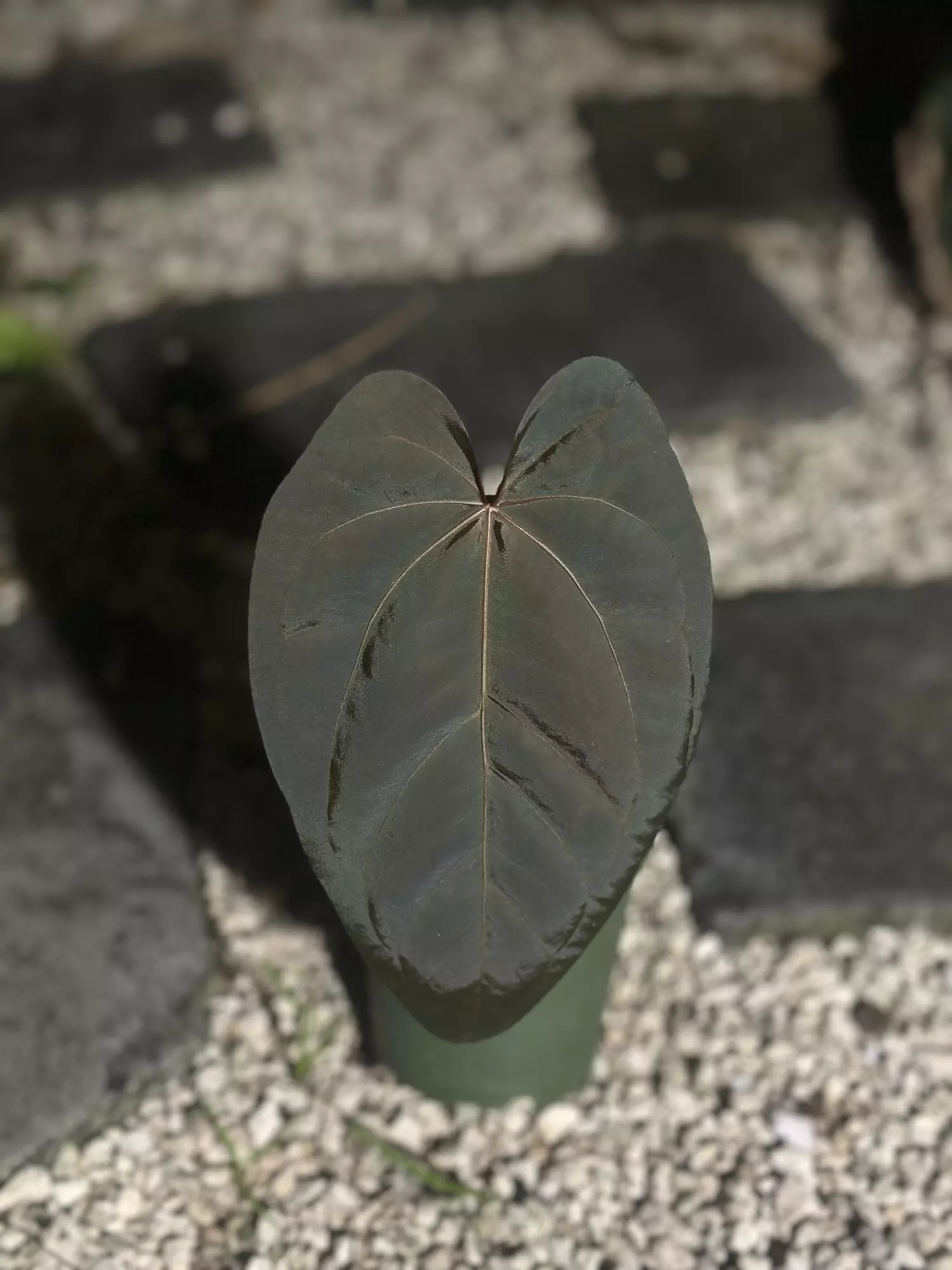 plant/Cerrocampense x pap x Red Crystal purple-0