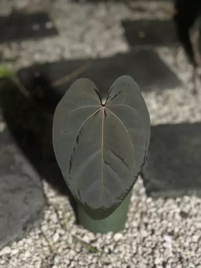 plant/Cerrocampense x pap x Red Crystal purple-0-thumbnail