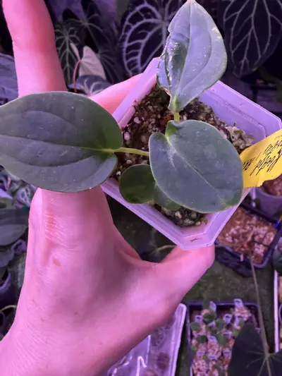 plant/Pap ra 6 x Bvep w blister -0-thumbnail