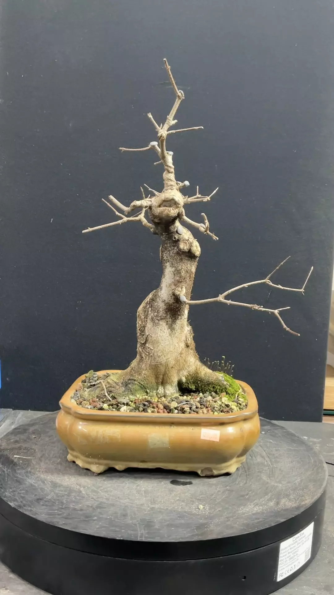 plant/Twenty-Two Year Old Trident Maple-2