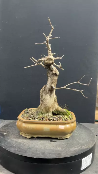plant/Twenty-Two Year Old Trident Maple-2-thumbnail