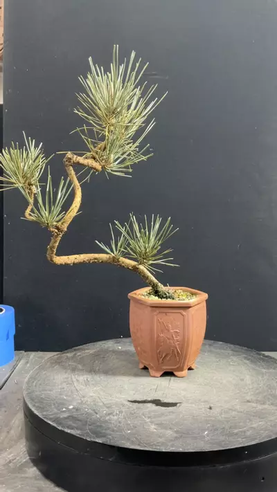 plant/Japanese Black Pine in a Chopped Yixing Pot-1-thumbnail