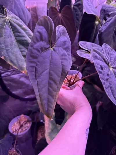 plant/Pap Voldemort x self-1-thumbnail