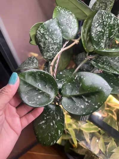 plant/Hoya cornosa freckles, 2leaf cutting-0-thumbnail