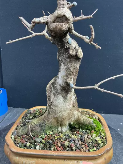 plant/Twenty-Two Year Old Trident Maple-1-thumbnail