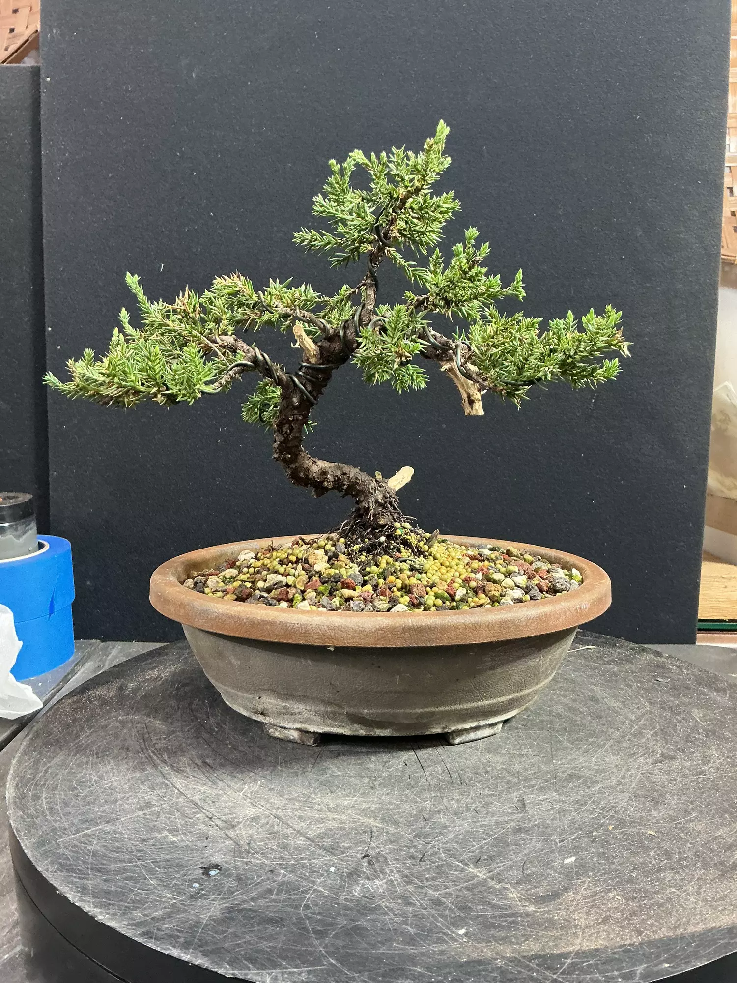 plant/Wired Juniper Procumbens nana in a trainer-0