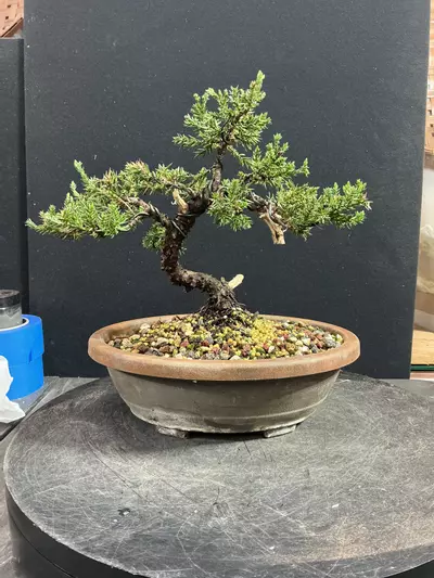 plant/Wired Juniper Procumbens nana in a trainer-0-thumbnail