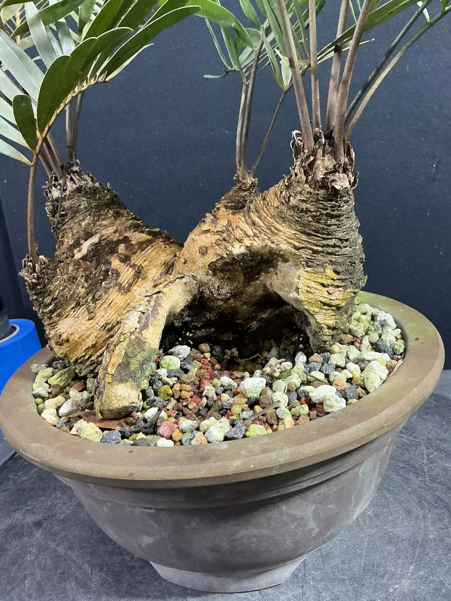 plant/Old Coontie Fern with Big Hollow-1