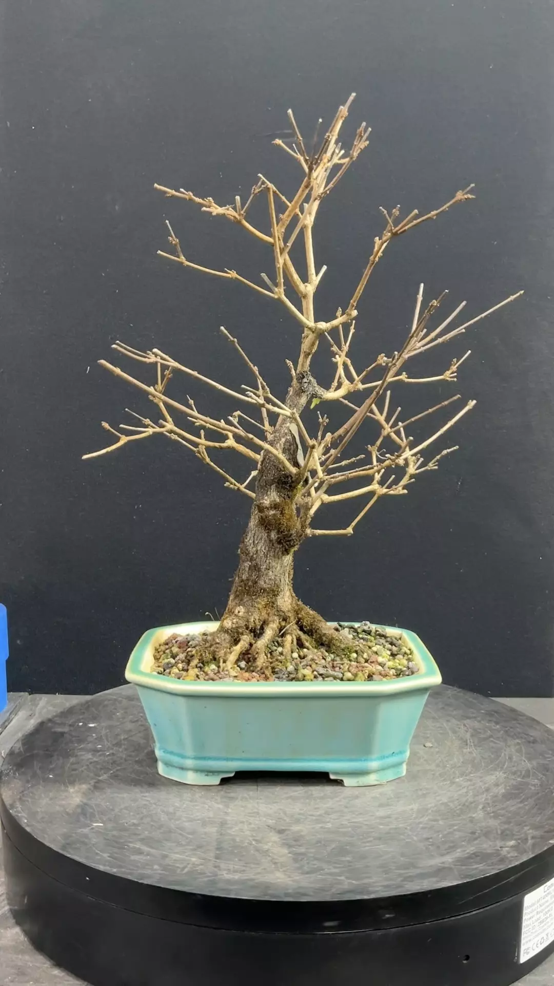 plant/Musk Maple in a chopped Yixing Pot-2