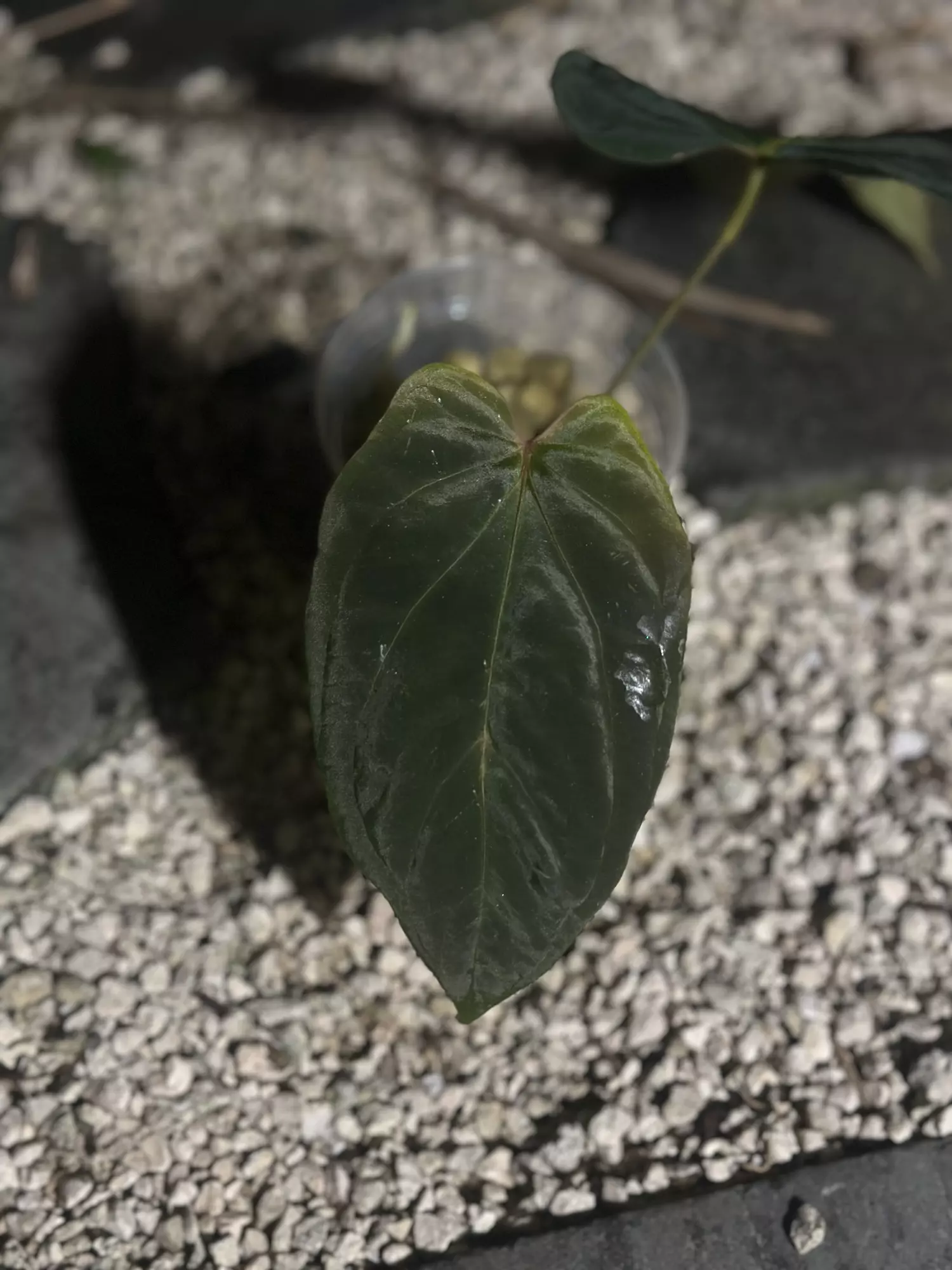 plant/BVEP x Avium/Red Crystal (mutated veins)-0