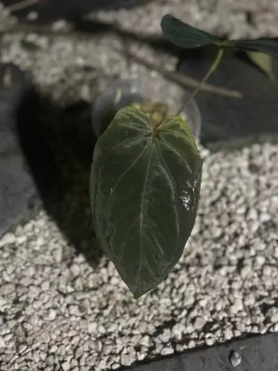 plant/BVEP x Avium/Red Crystal (mutated veins)-0-thumbnail