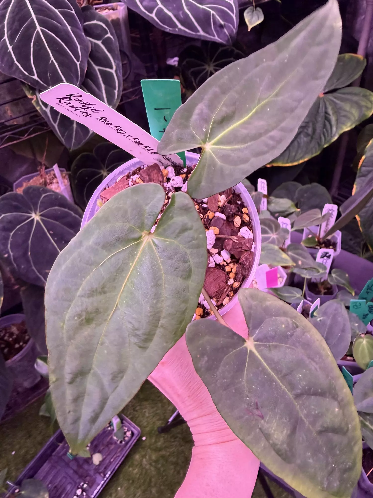 plant/Ree pap x Pap ra 8-0