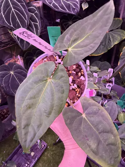 plant/Ree pap x Pap ra 8-0-thumbnail