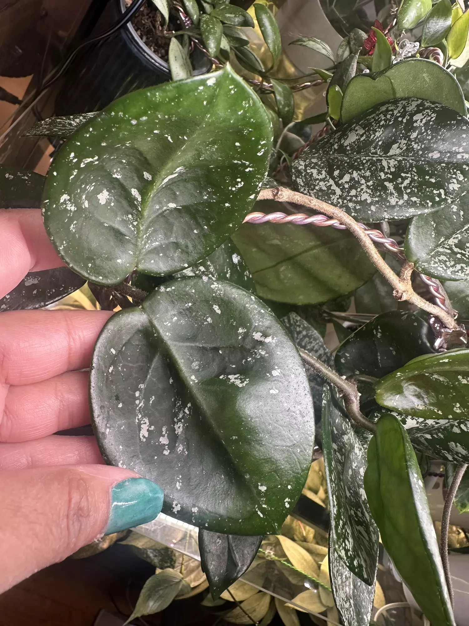 plant/Hoya cornosa freckles, 2leaf cutting-2