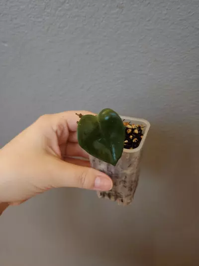 plant/Hoya 'Swiffer's Tail'-0-thumbnail