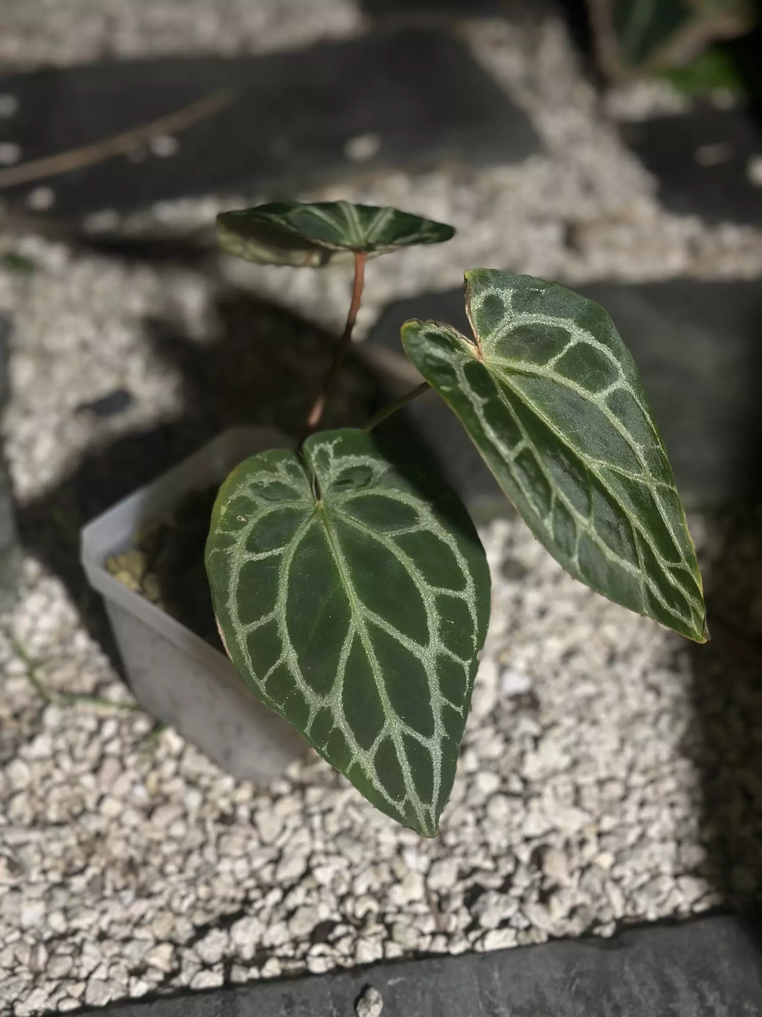 plant/Tezula Red Crystal-0