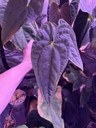 plant/Pap Voldemort x self-2-thumbnail