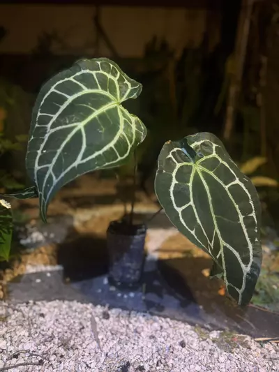 plant/XL Tezula Karma Widow select rooted top cut-1-thumbnail