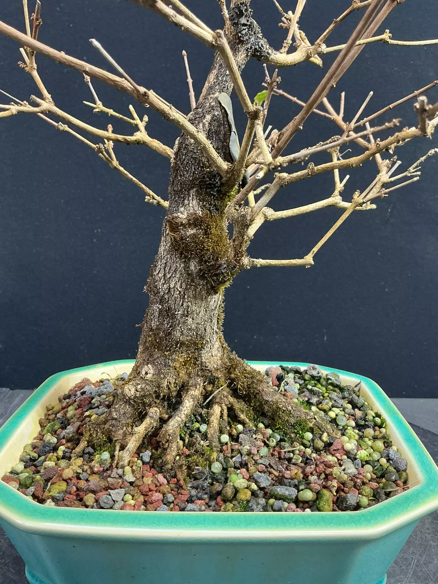 plant/Musk Maple in a chopped Yixing Pot-1