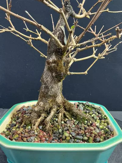 plant/Musk Maple in a chopped Yixing Pot-1-thumbnail