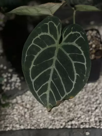 plant/Dorayaki x BW/Michelle-2-thumbnail