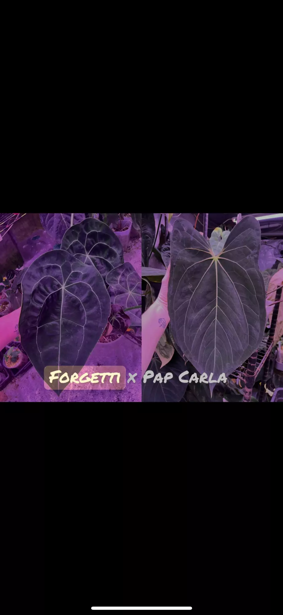 plant/Forgetti x Pap Carla-1