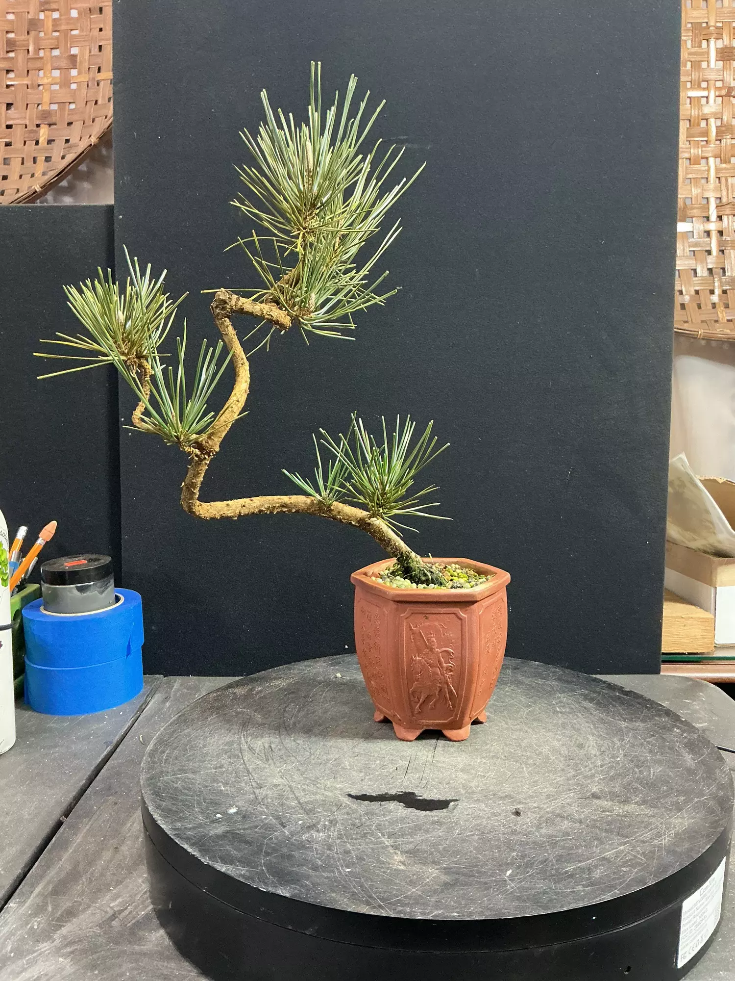 plant/Japanese Black Pine in a Chopped Yixing Pot-0