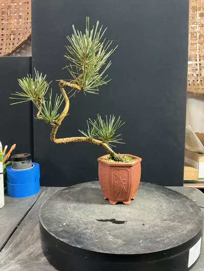 plant/Japanese Black Pine in a Chopped Yixing Pot-0-thumbnail