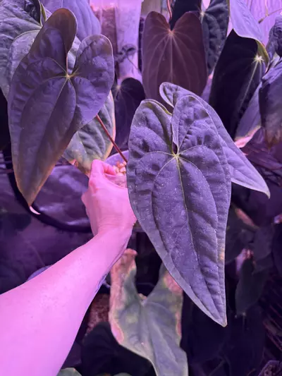 plant/Pap Voldemort x self-3-thumbnail