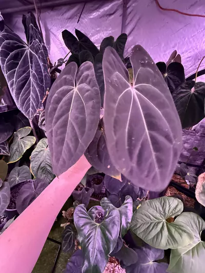 plant/Anubis full plant (Carla x rvdp)-1-thumbnail