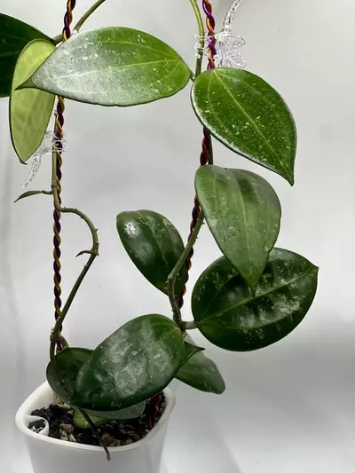 plant/Hoya Hanhiae pink flows cutting-2-thumbnail