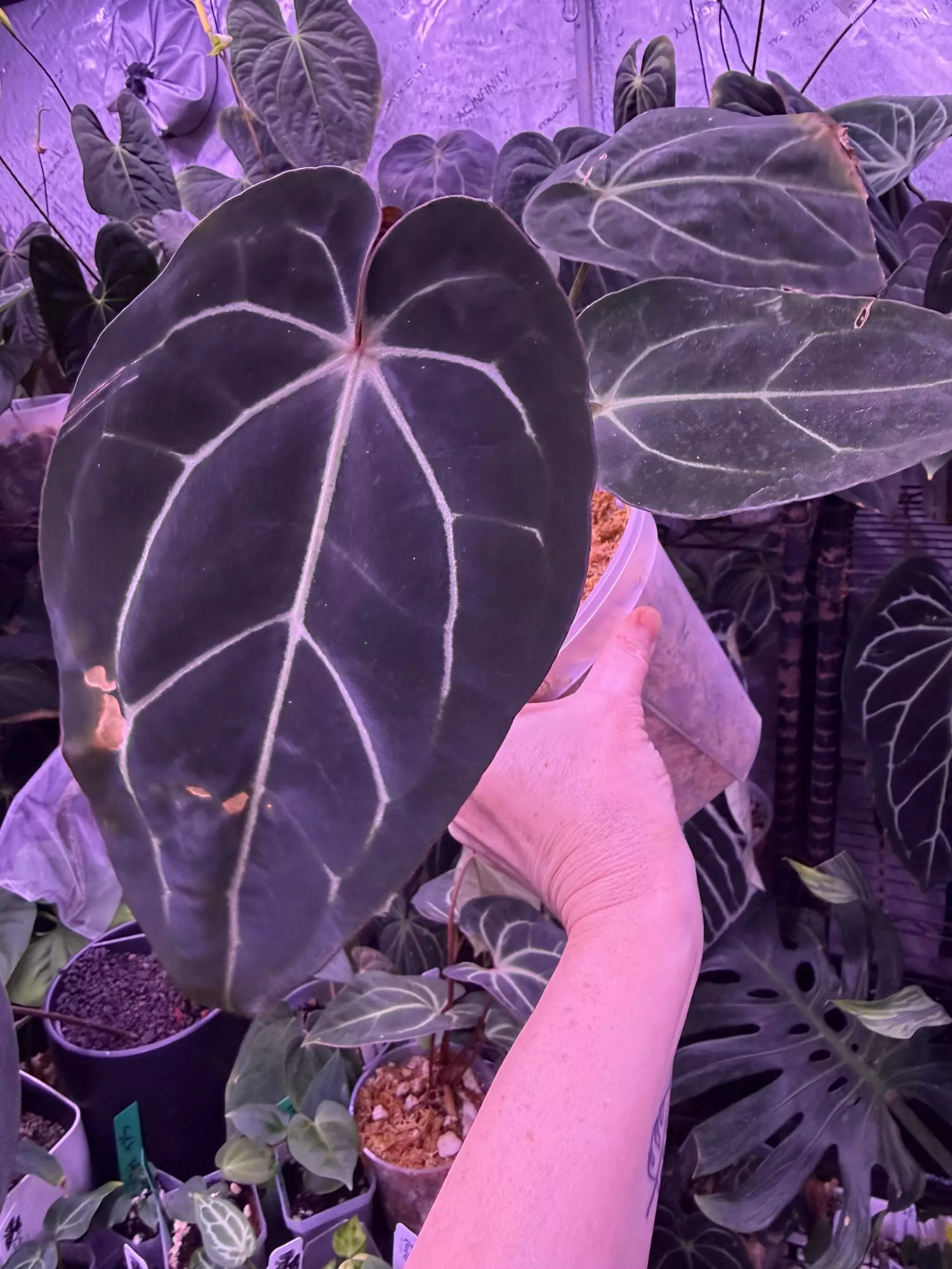 plant/Carla Round gph x black widow Michelle from Buz -0