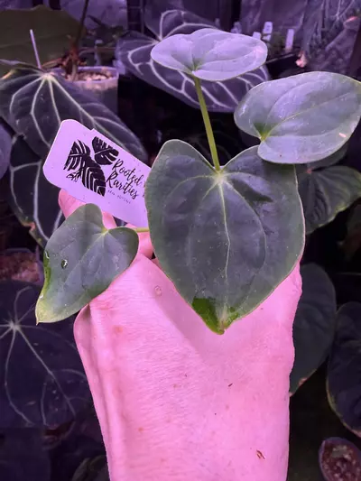 plant/Weird Pap 18 x Carla 5x10-0-thumbnail