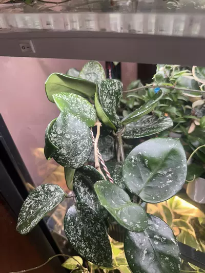 plant/Hoya cornosa freckles, 2leaf cutting-1-thumbnail