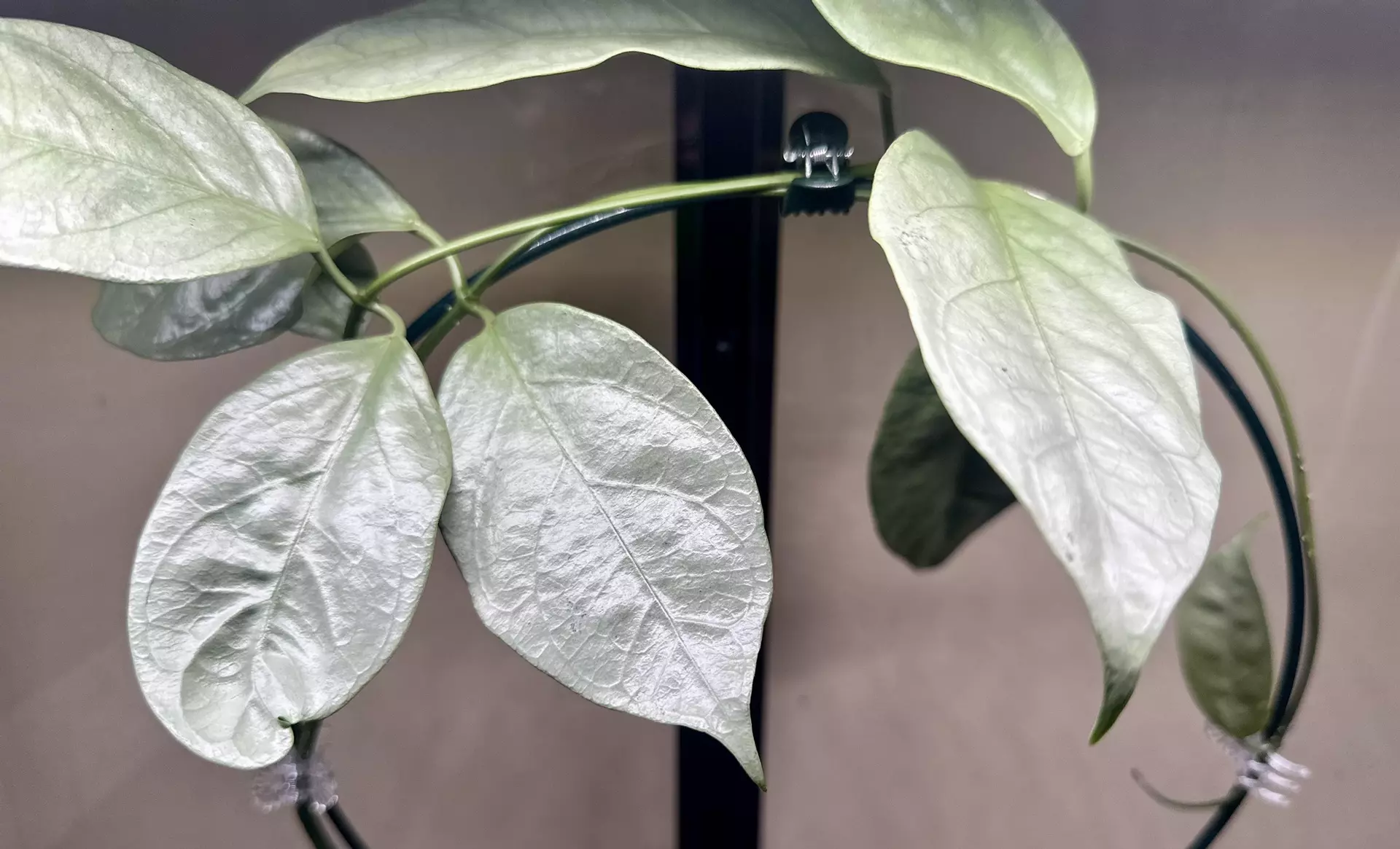 plant/Hoya coricea cutting only-3