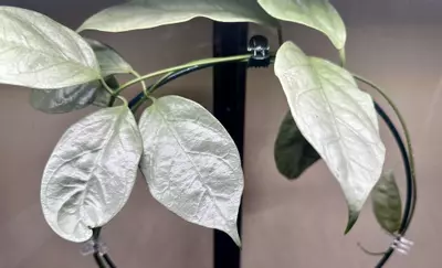 plant/Hoya coricea cutting only-3-thumbnail