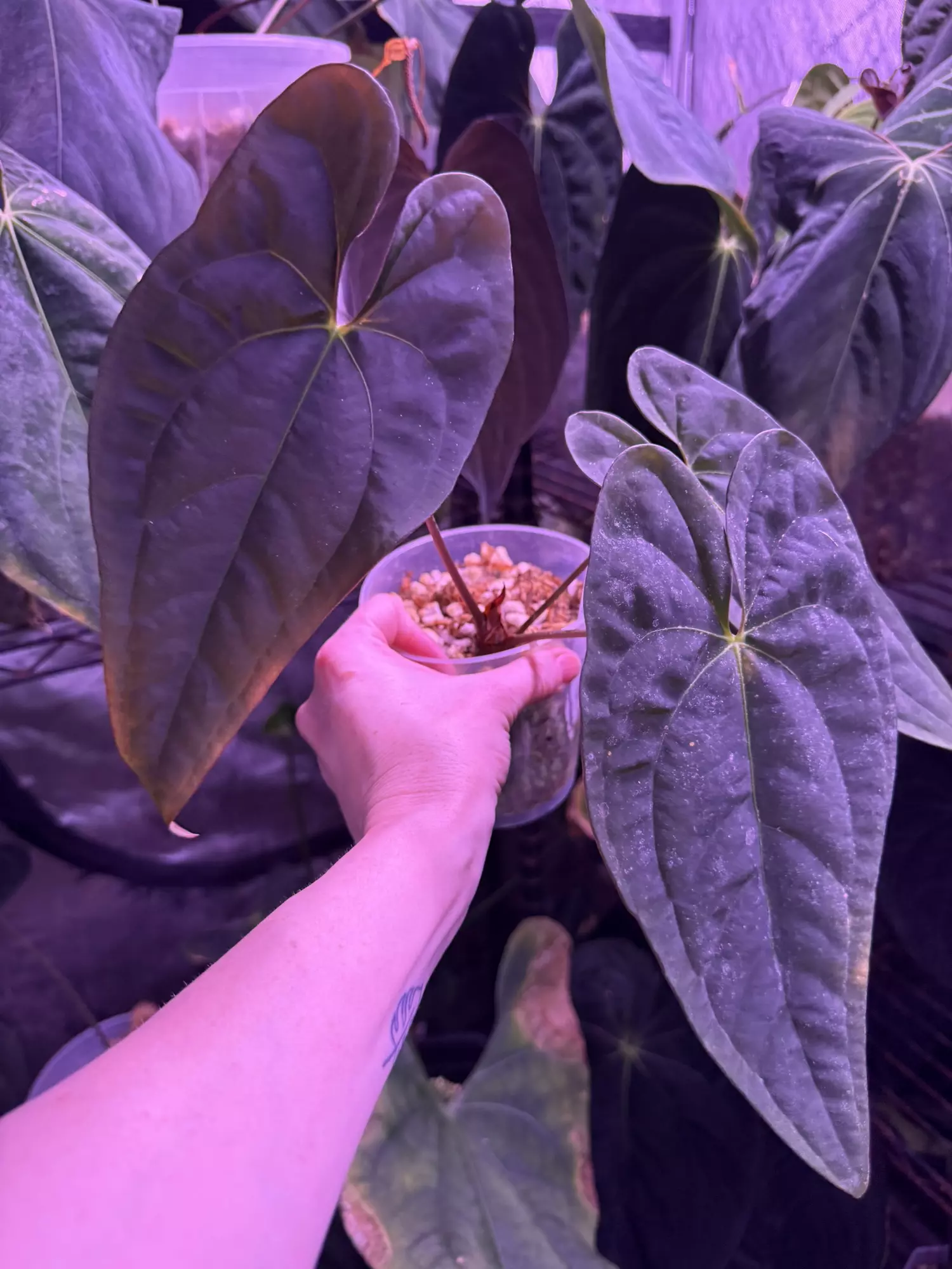 plant/Pap Voldemort x self-0