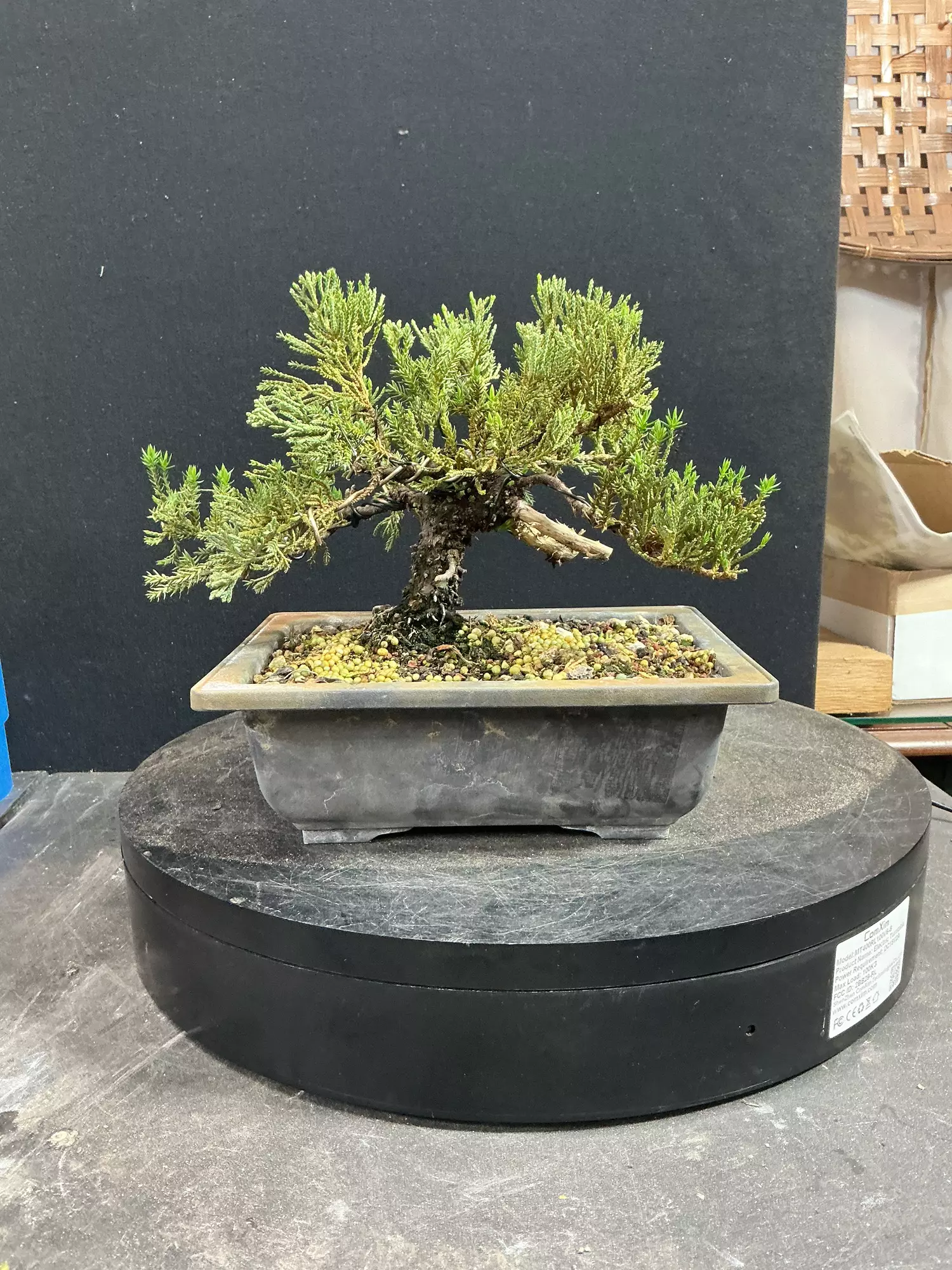 plant/Wired Juniper Procumbens nana-0
