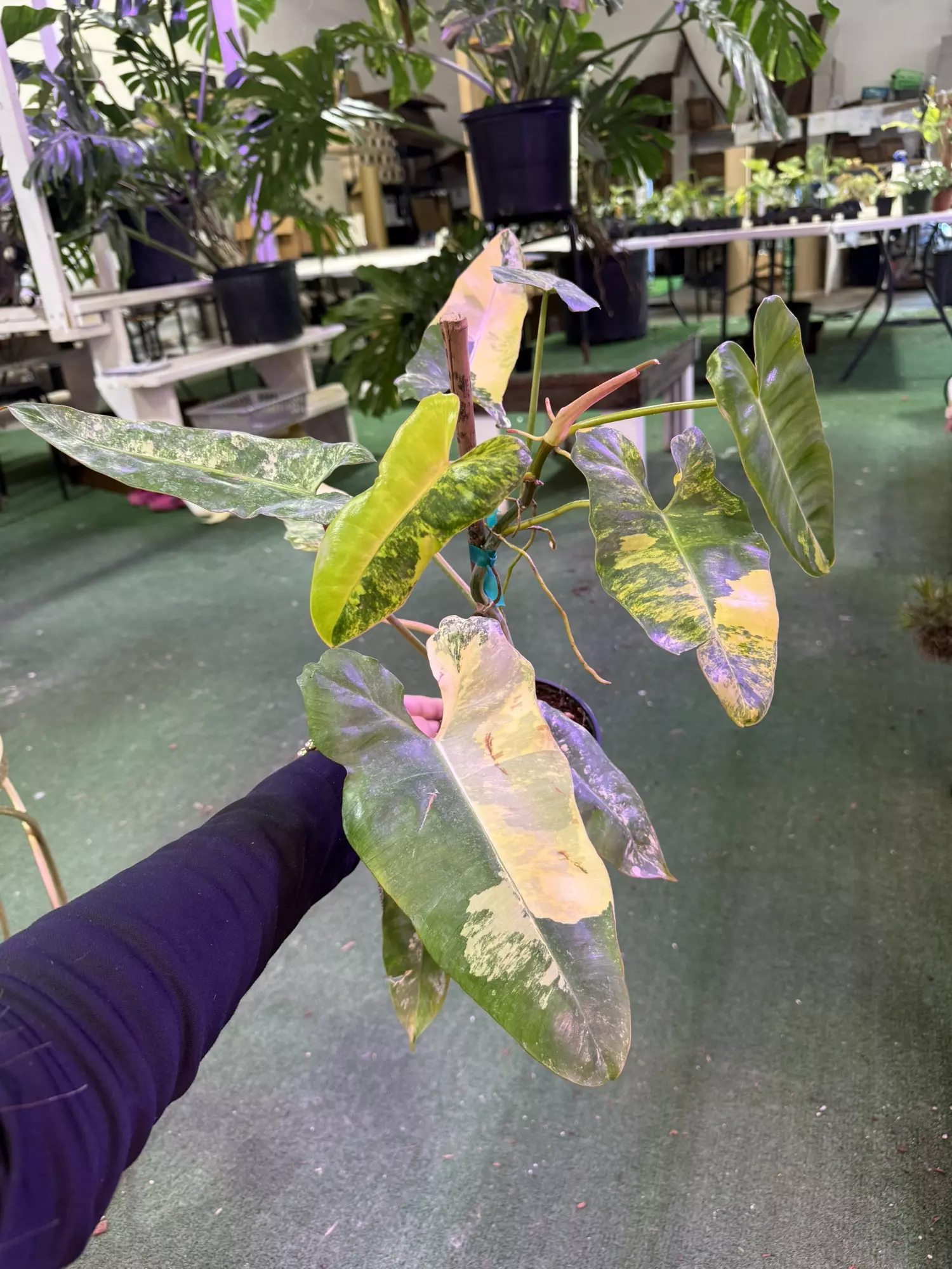 plant/Philodendron Jennifer 4”-0