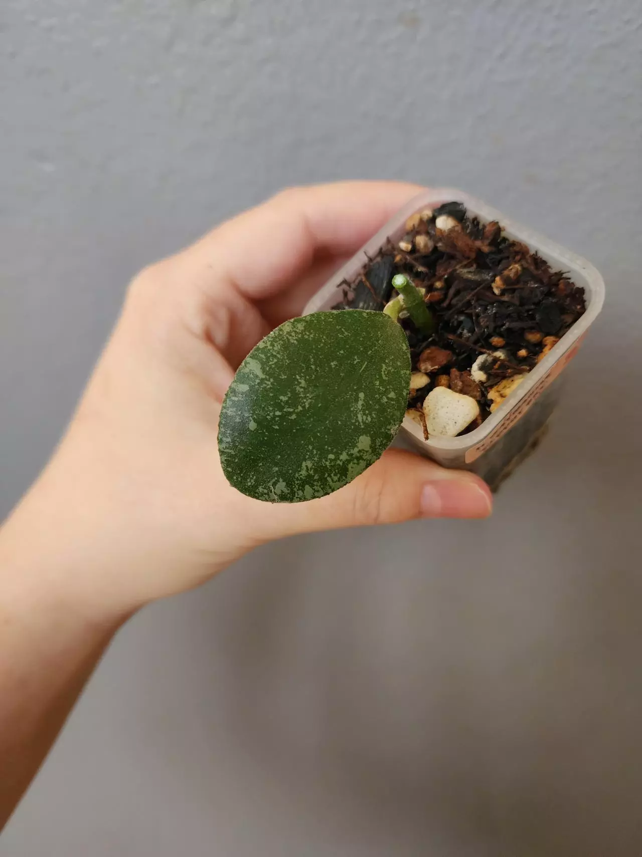 plant/Hoya waymaniae 'Cloudy Sky'-0