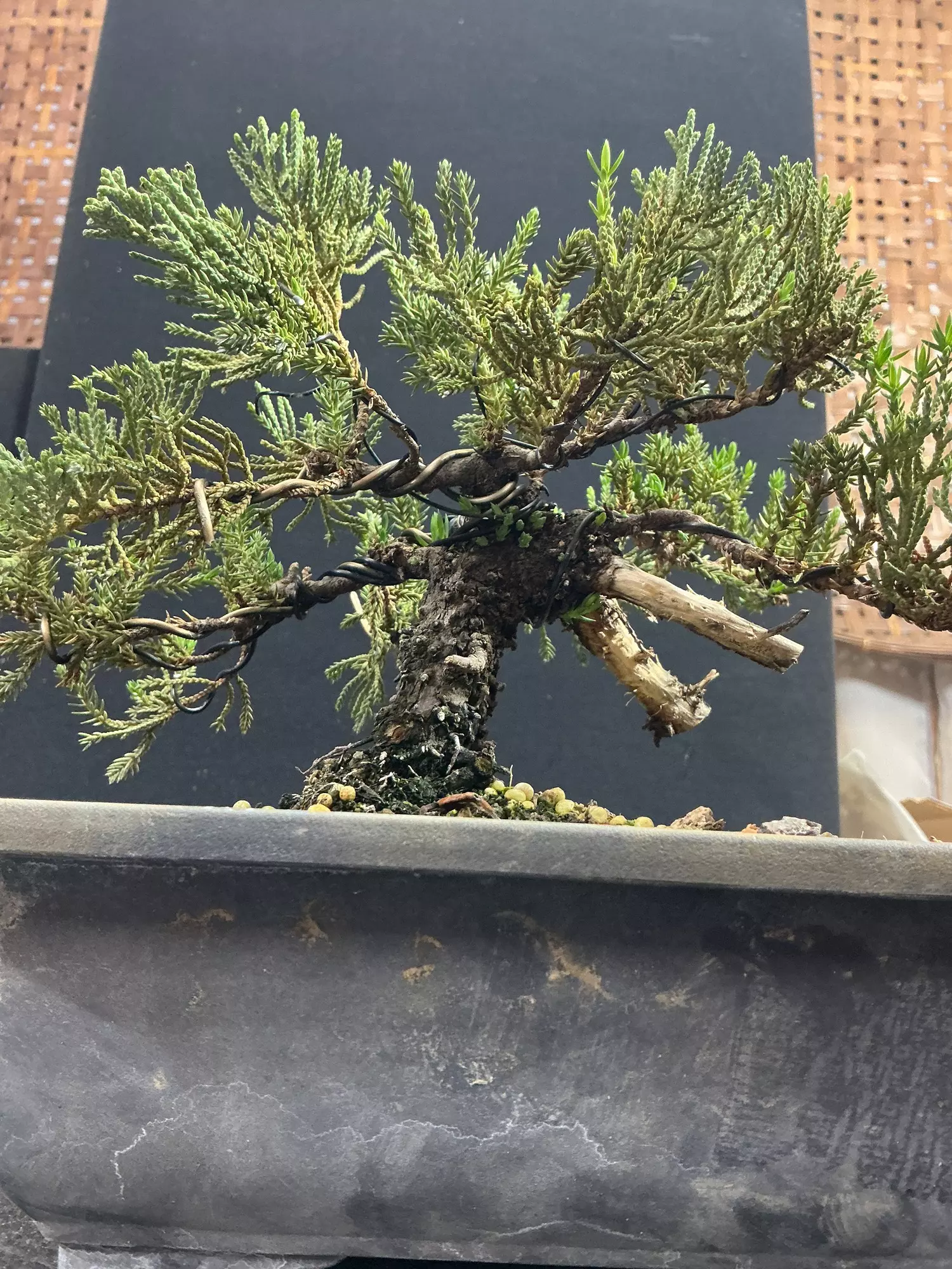plant/Wired Juniper Procumbens nana-1