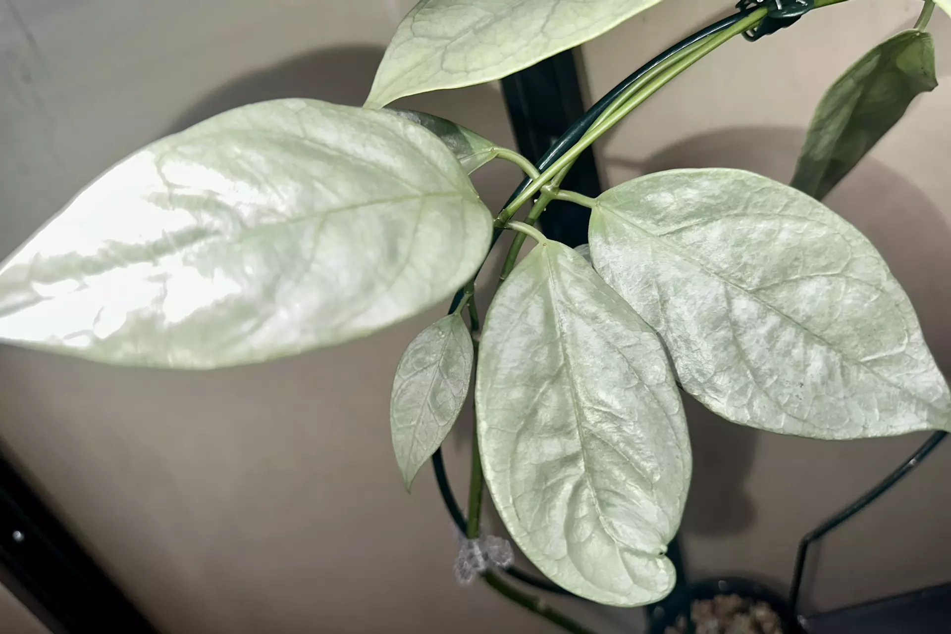 plant/Hoya coricea cutting only-0