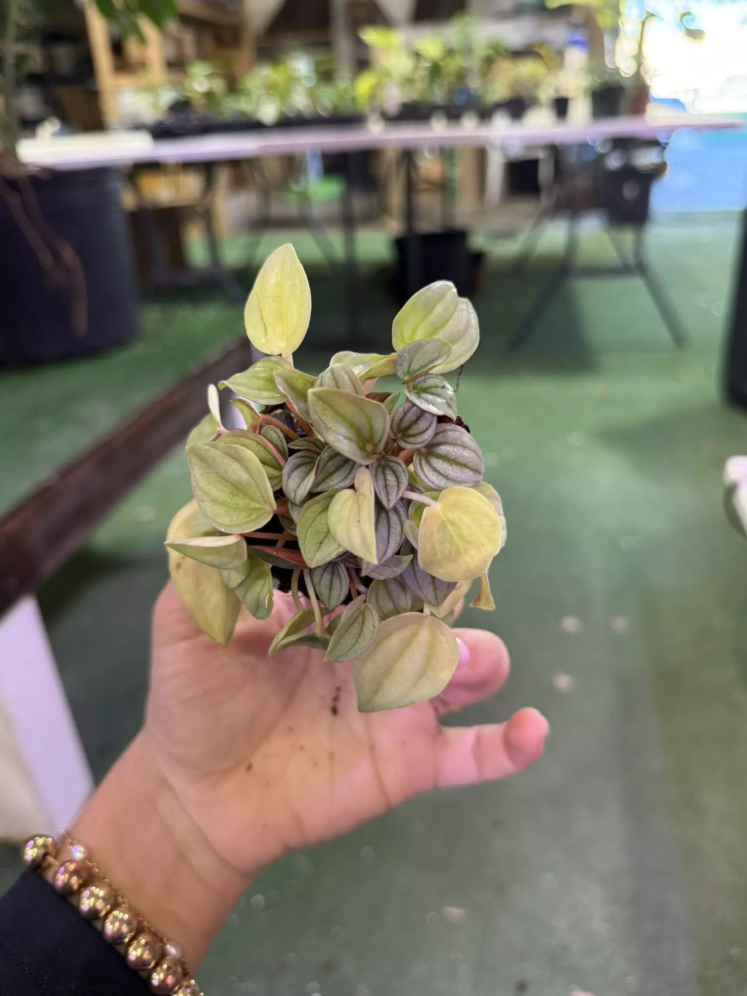 plant/Pepperonia 3”-0