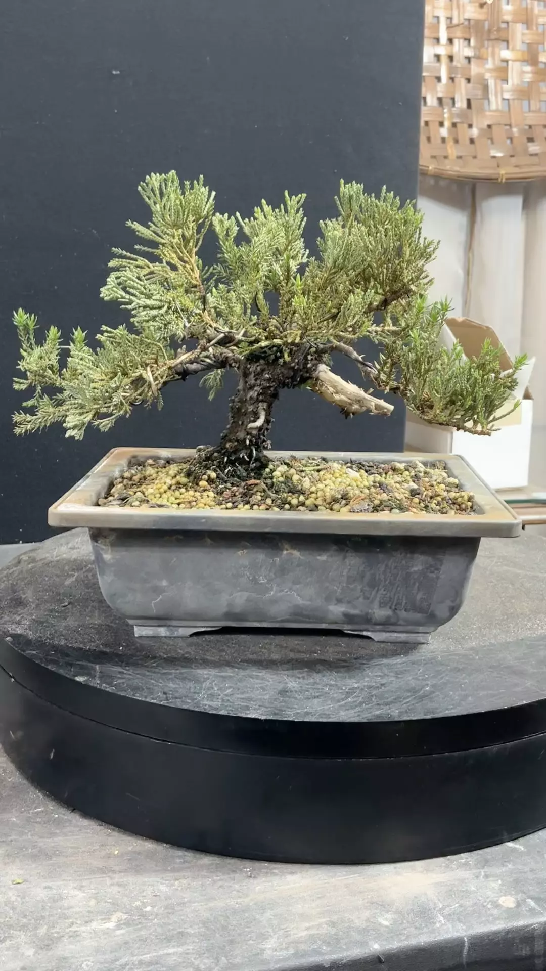 plant/Wired Juniper Procumbens nana-2